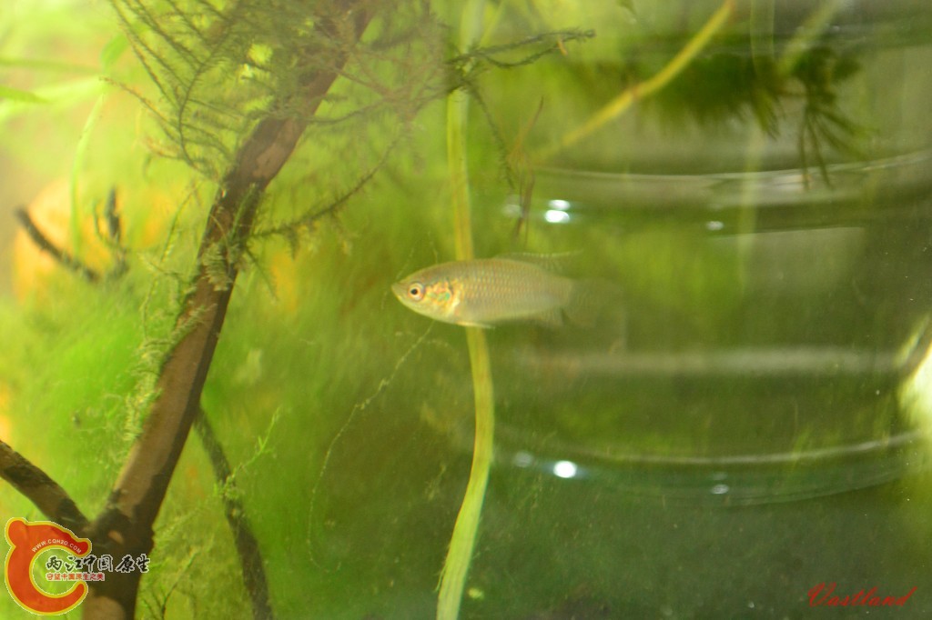 conew_20110626178.jpg