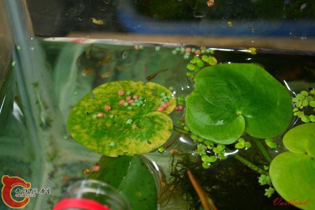 conew_20110626179.jpg
