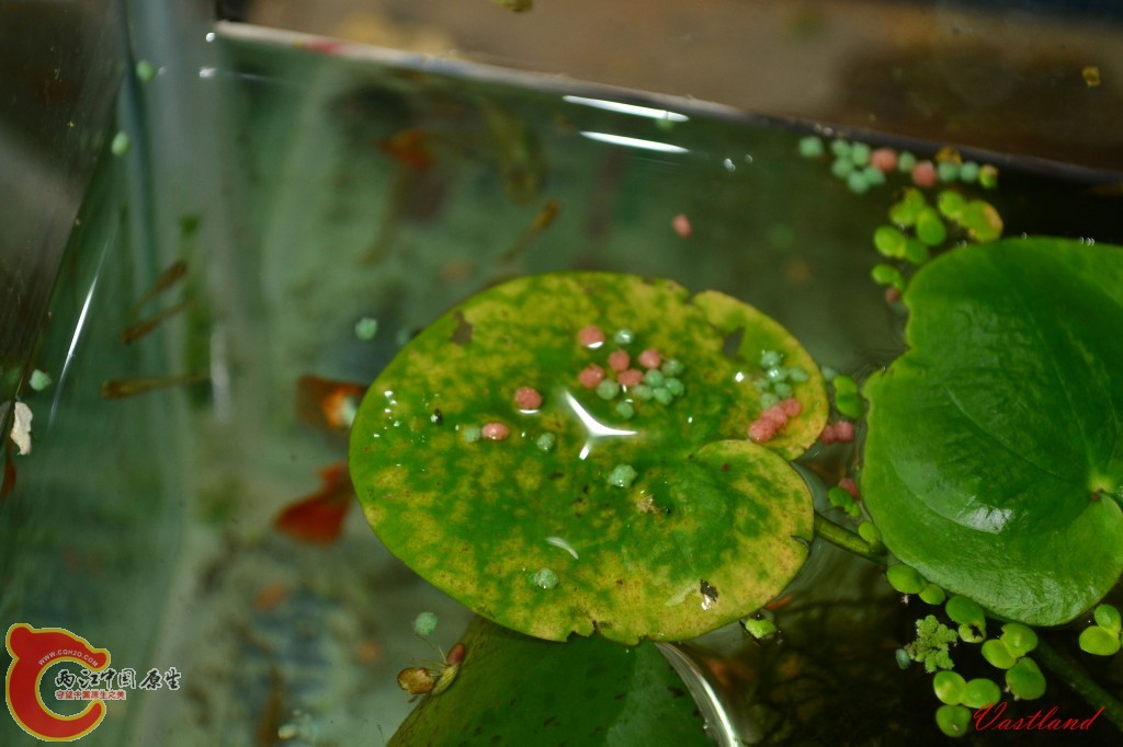 conew_20110626180.jpg