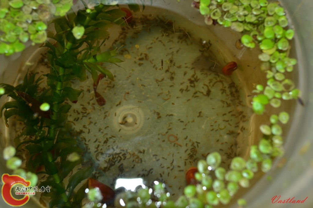 conew_20110626184.jpg