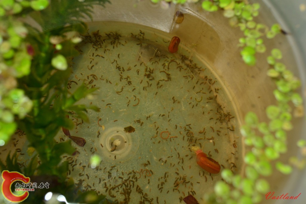 conew_20110626185.jpg