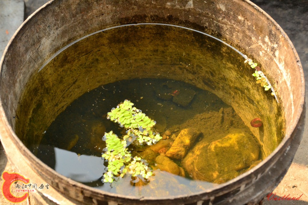 conew_20110626193.jpg