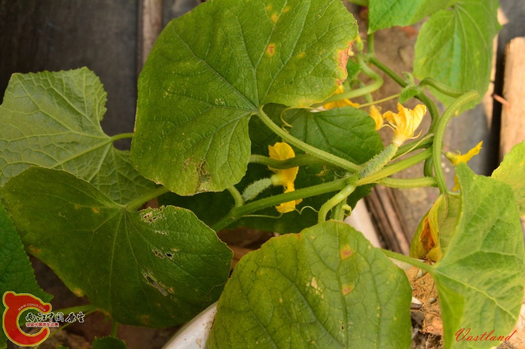 conew_20110626195.jpg