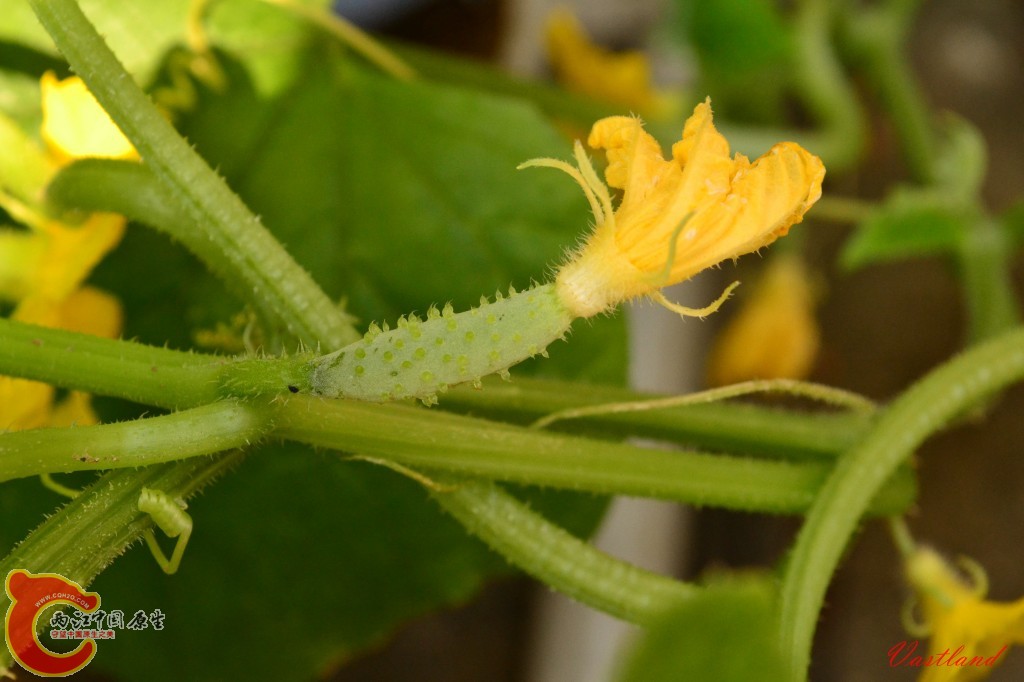 conew_20110626201.jpg