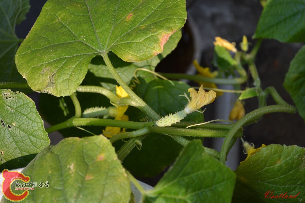 conew_20110626202.jpg