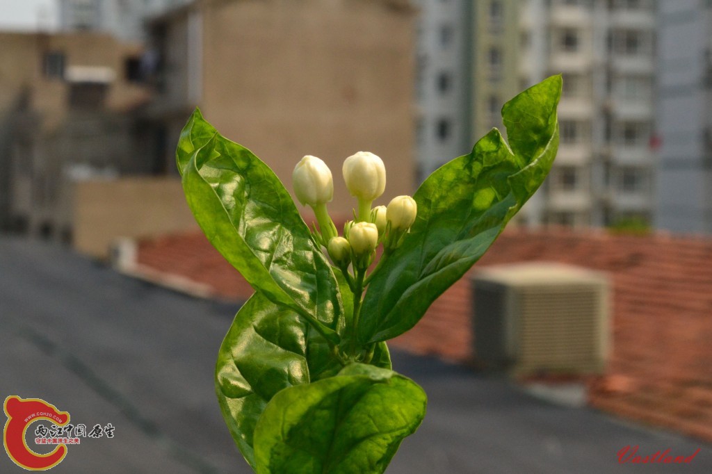 conew_20110626206.jpg