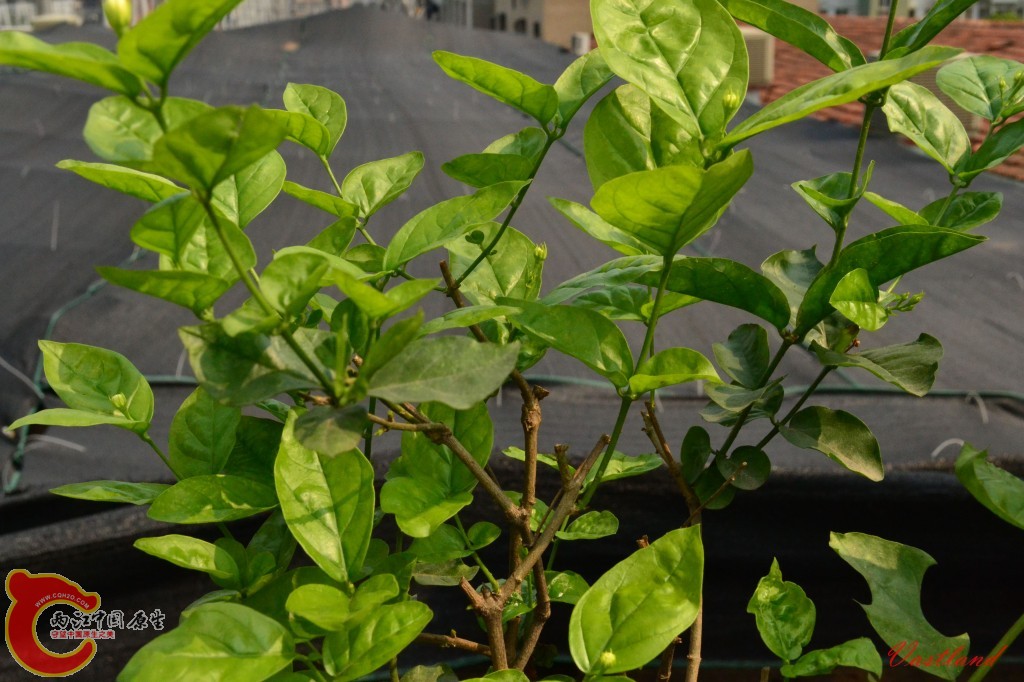 conew_20110626207.jpg