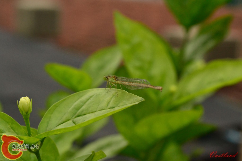conew_20110627220.jpg