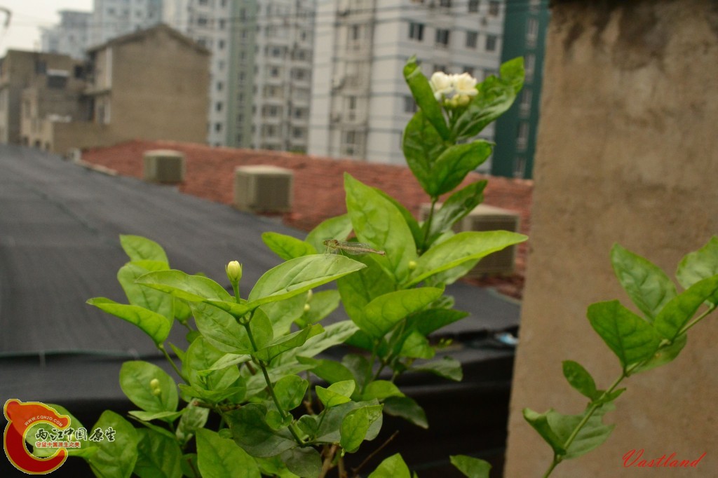 conew_20110627222.jpg