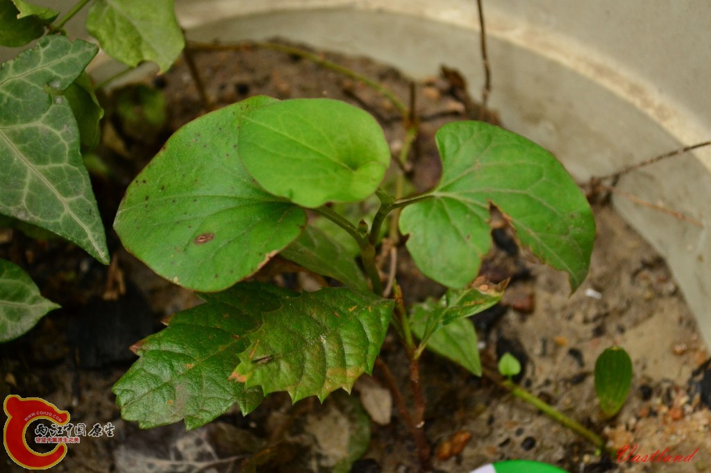 conew_20110627224.jpg