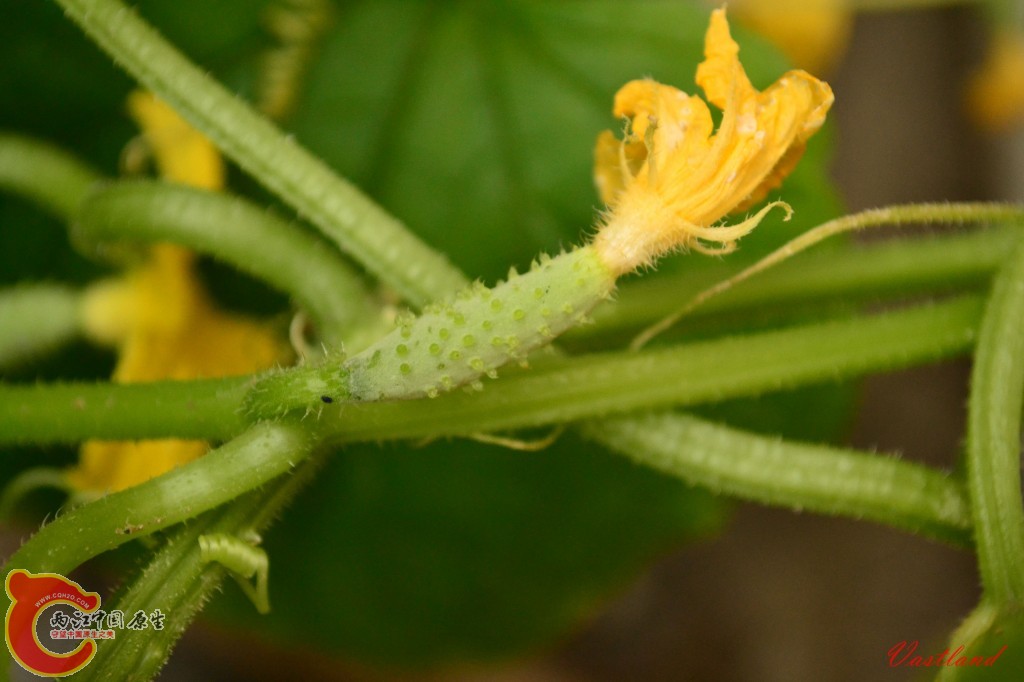 conew_20110627226.jpg