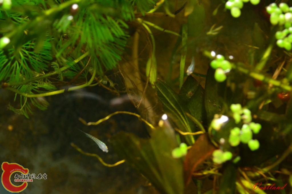 conew_20110627230.jpg