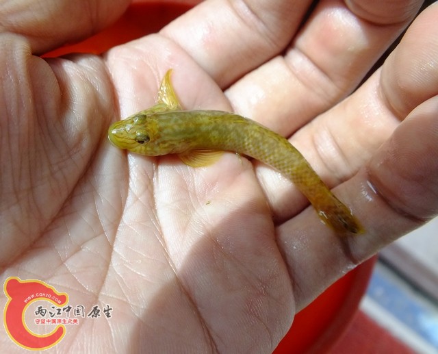 母鱼