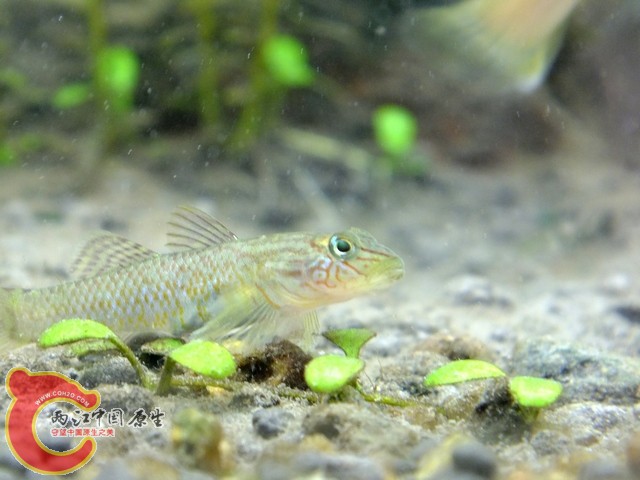 DSCF1298.jpg