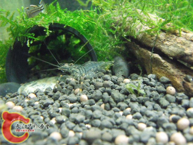 阿部跑得只剩个尾巴。。