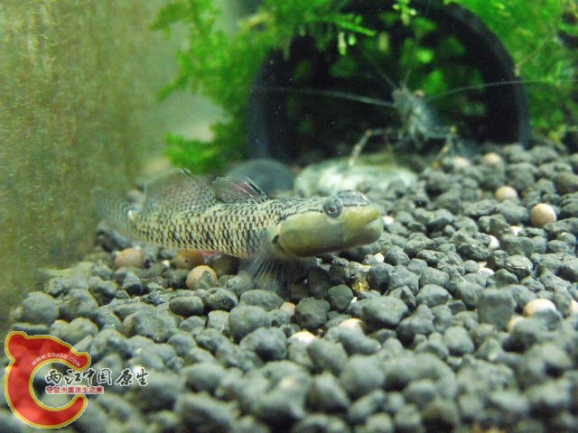 火焰吻在门口，一脸的无奈。。。