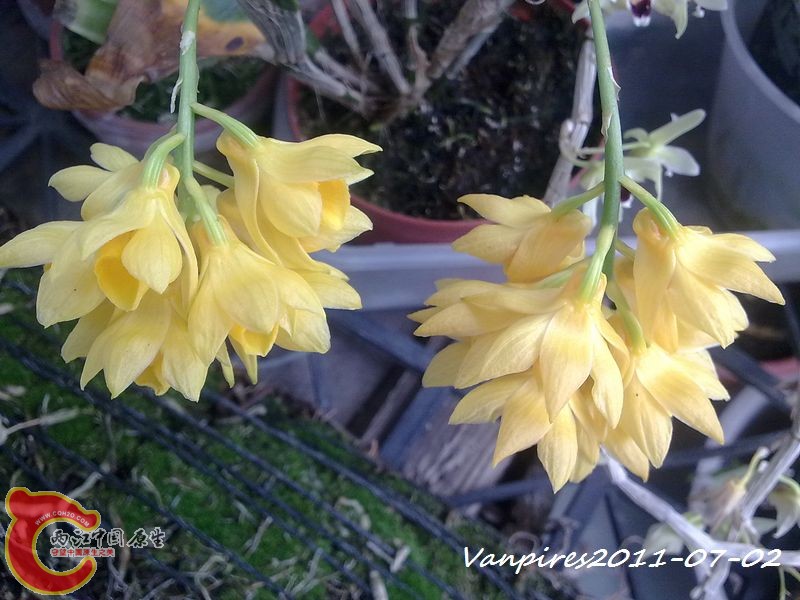 20110702389　具槽石斛.jpg