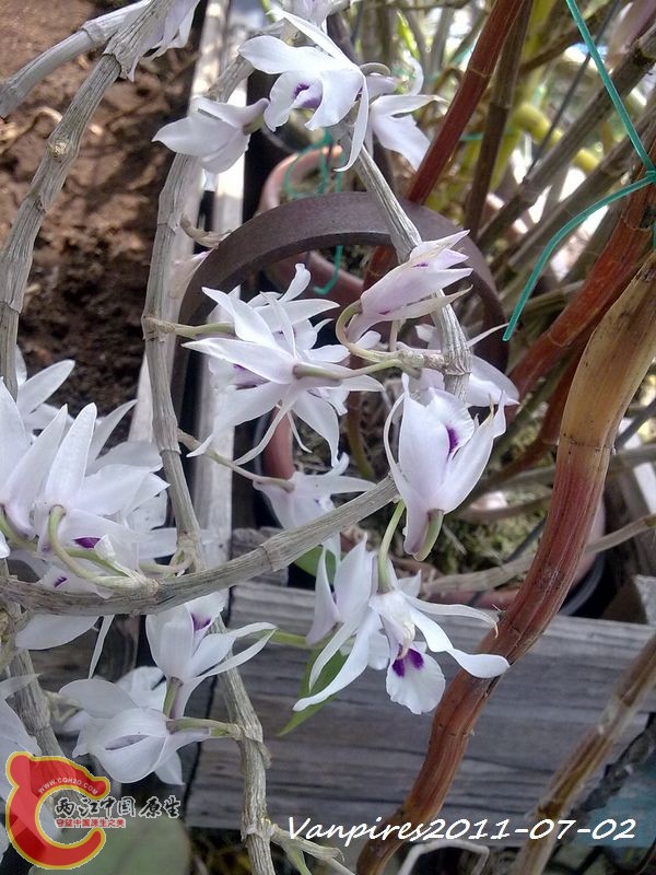 20110702396　Den.transparens紫婉石斛.jpg