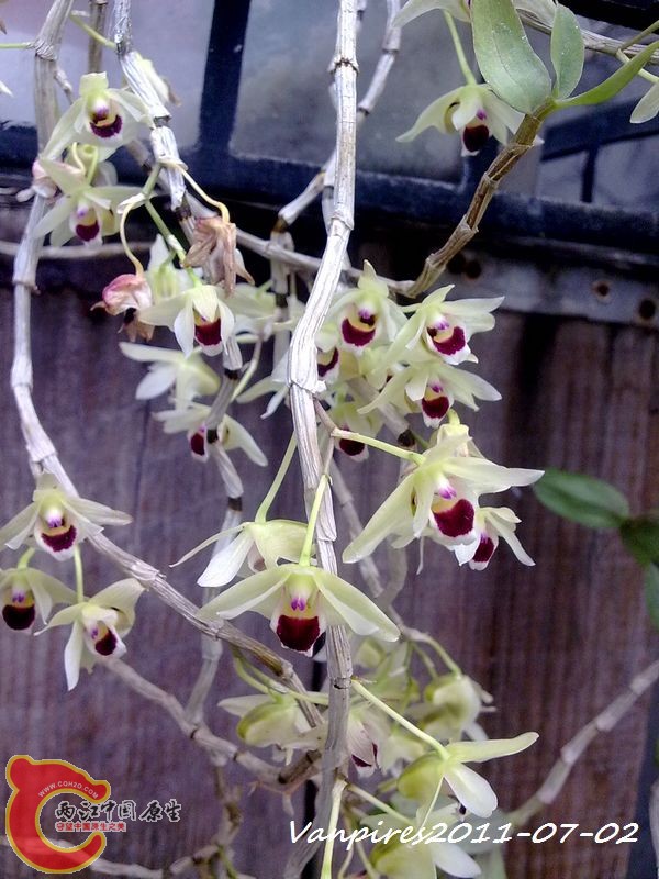 20110702367　铁皮石斛.jpg