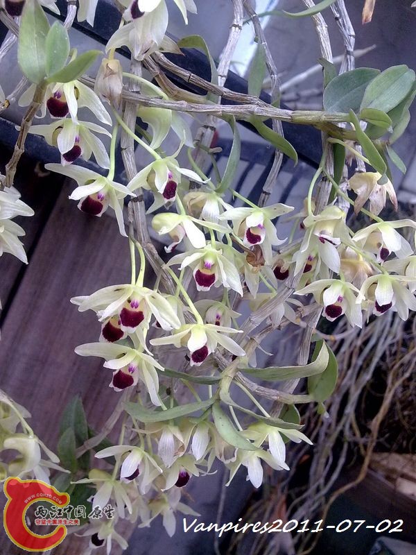 20110702368　铁皮石斛.jpg