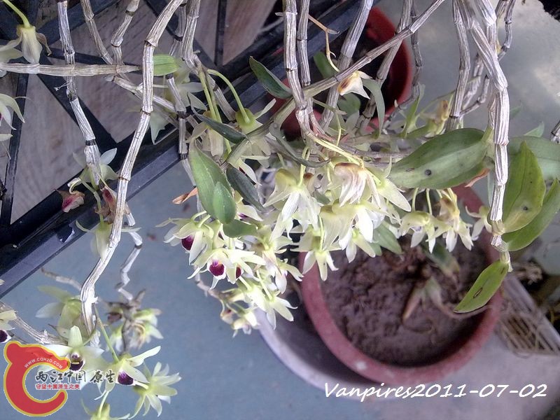 20110702390　铁皮石斛.jpg