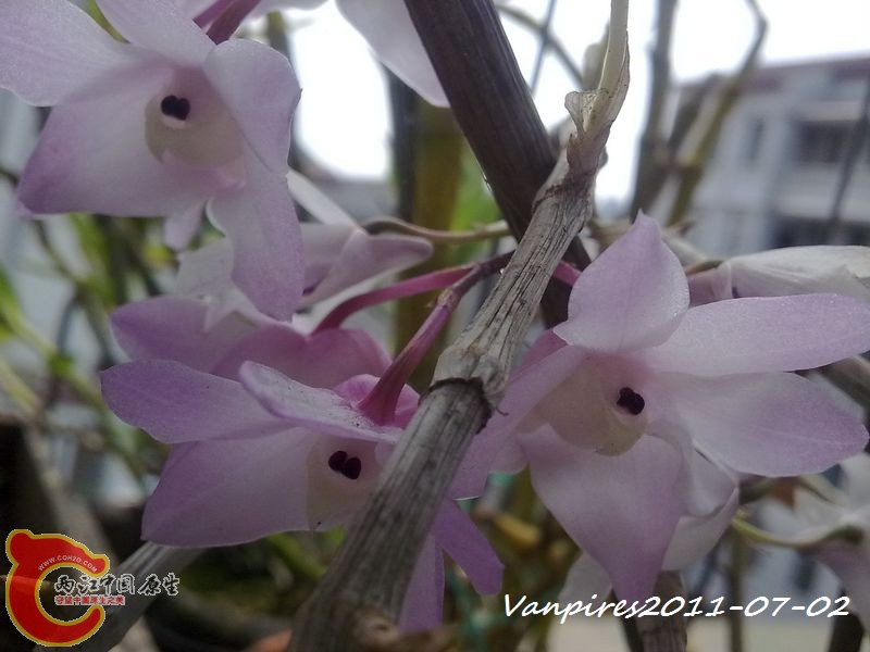 20110702364　钩状石斛.jpg