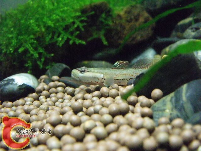 DSCF4729.JPG