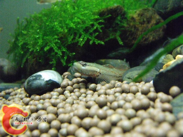 DSCF4730.JPG
