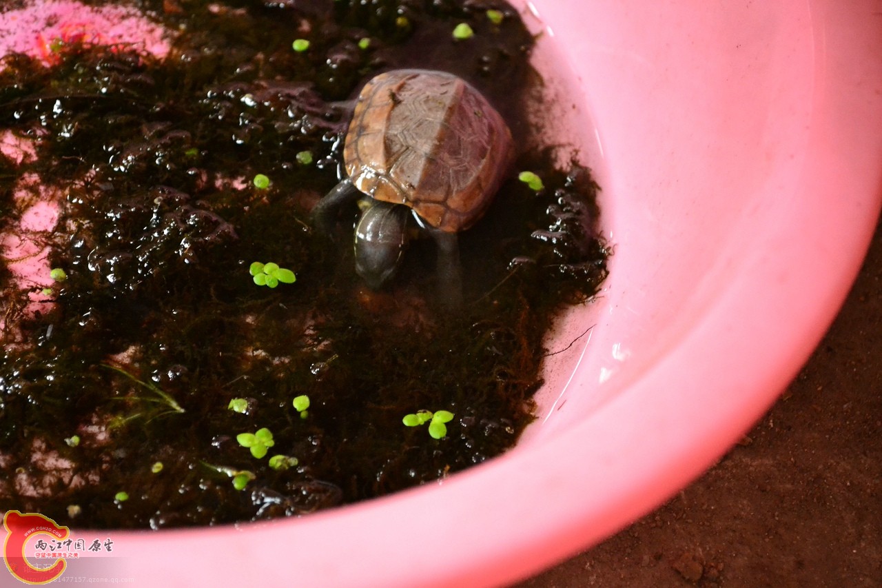 草龟吃苹果螺 (1).jpg