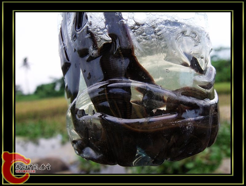 DSCF5296.jpg