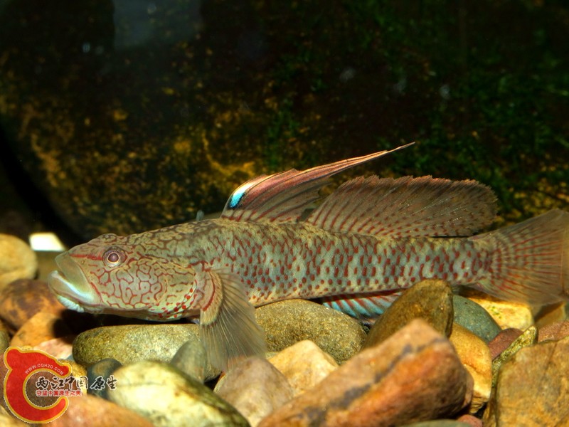 DSCF7165-1.jpg