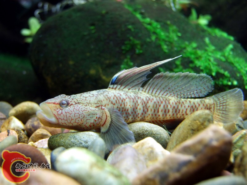 DSCF7174-1.jpg