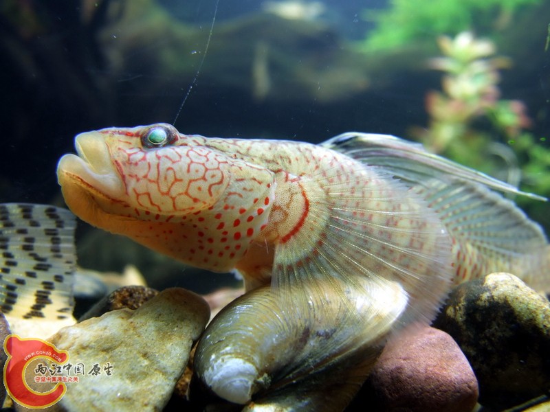 DSCF7195.jpg