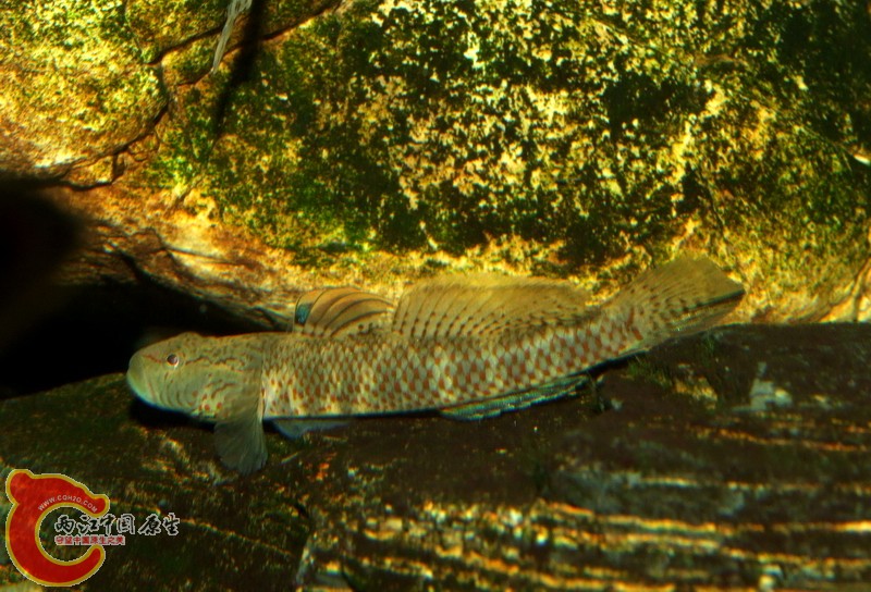 DSCF7394-2.jpg