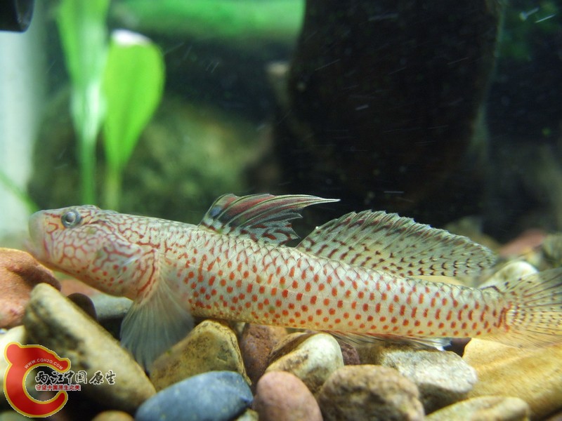 DSCF7818-2.jpg