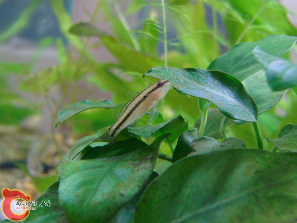 IMG_7401_副本.JPG