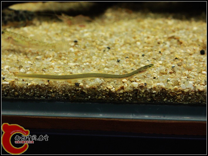 鰻鱺.JPG