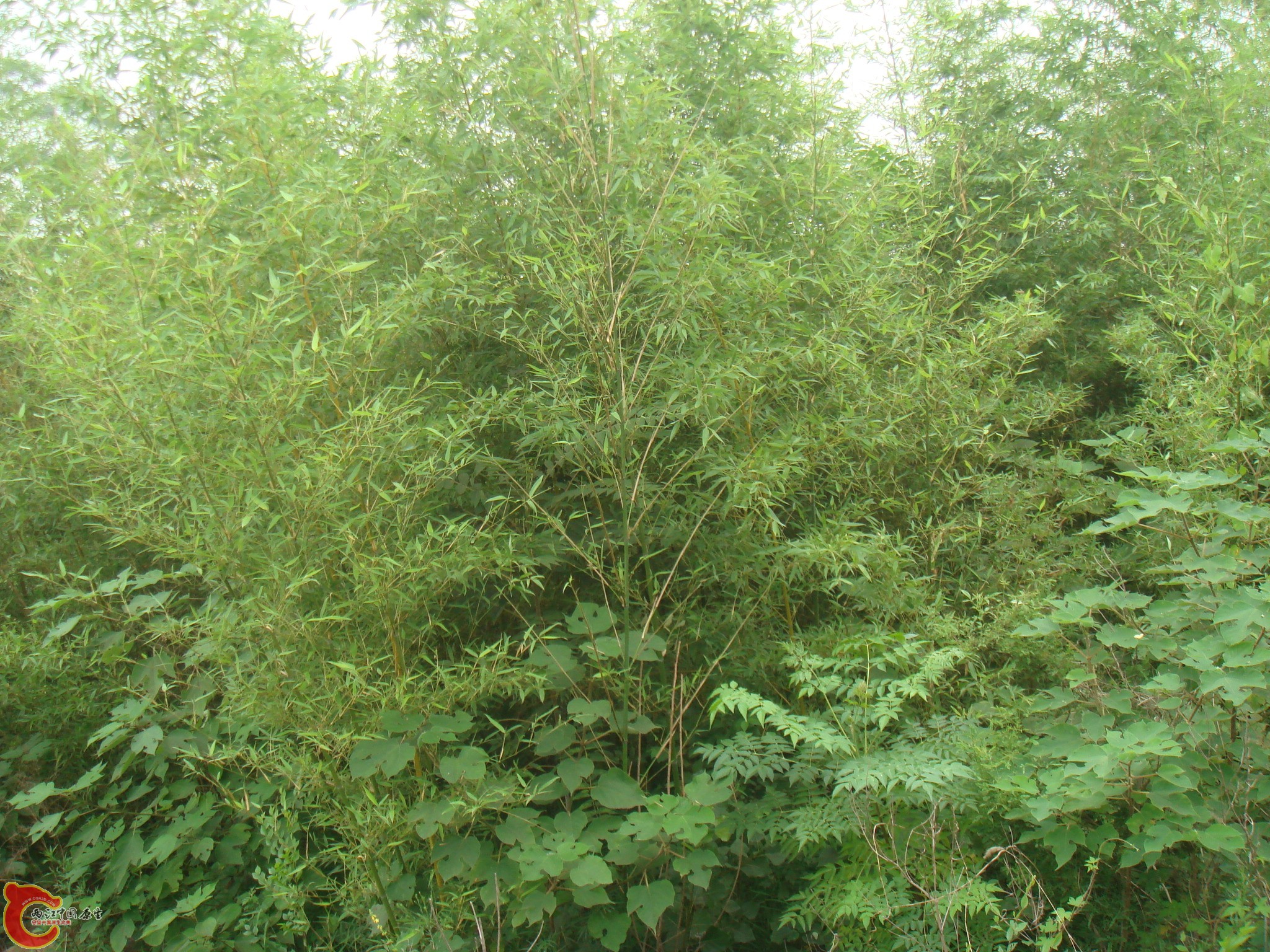DSC06781.JPG
