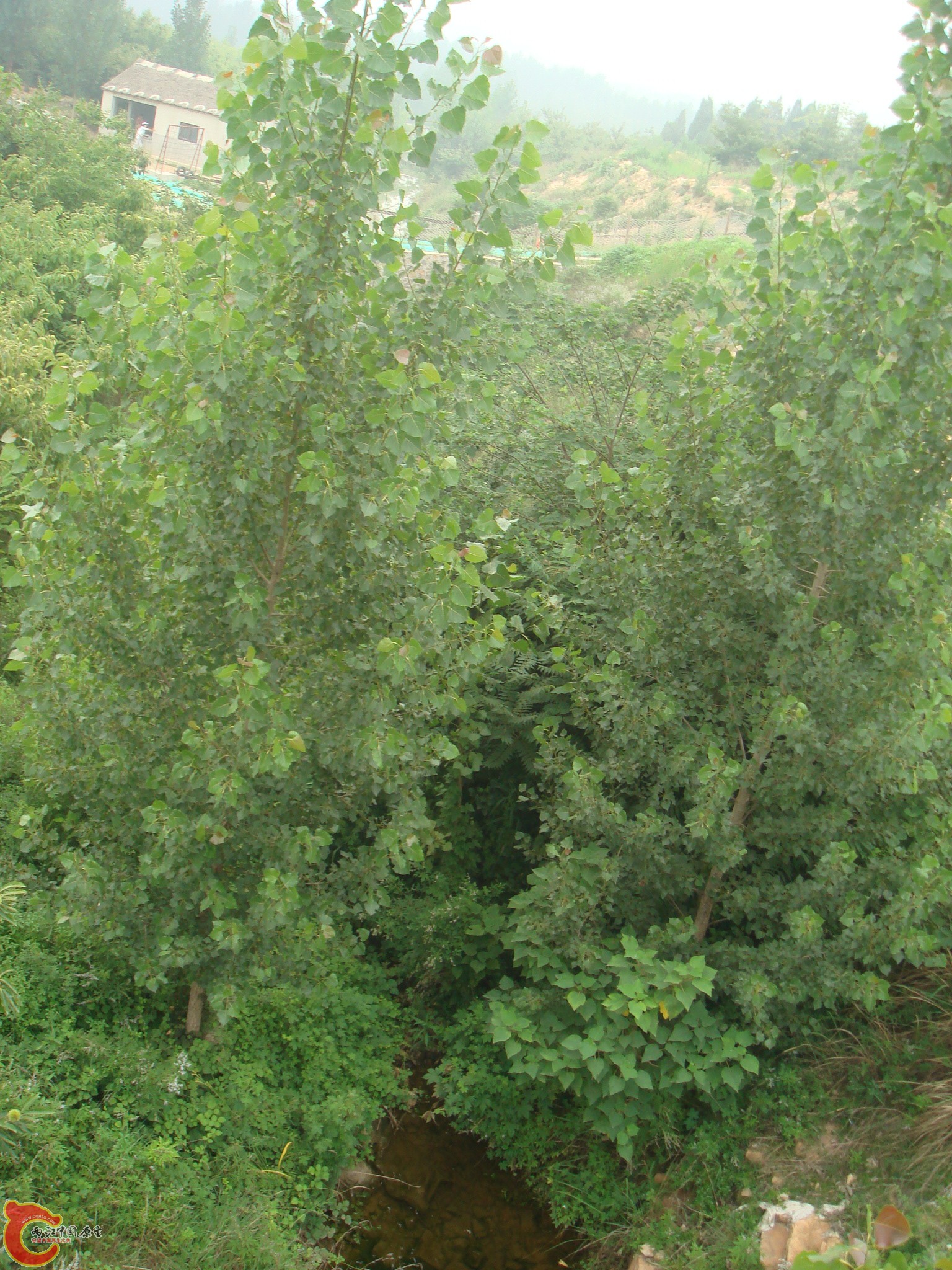 DSC06925.JPG