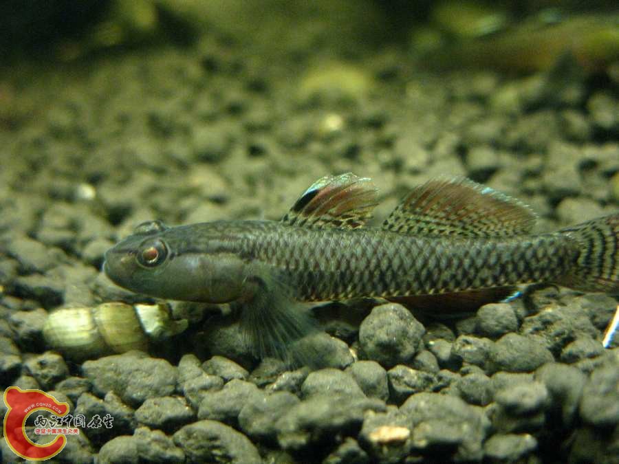 IMG_0241.JPG