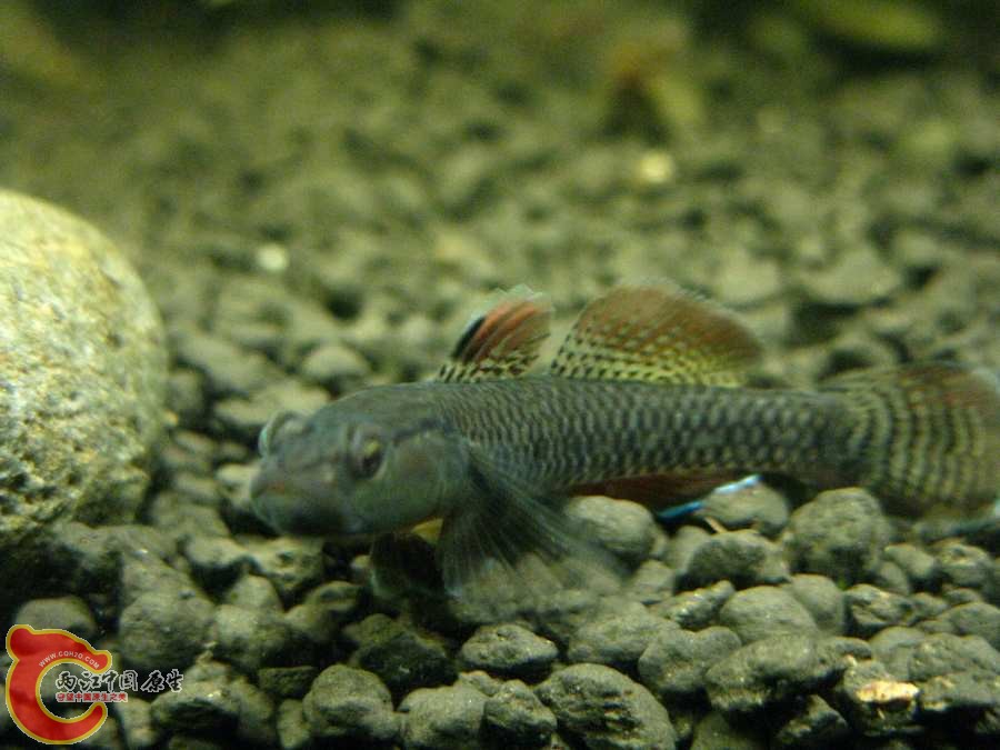 IMG_0243.JPG