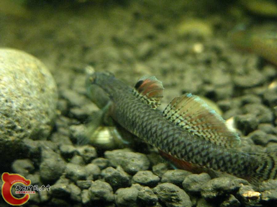 IMG_0248.JPG