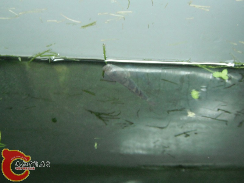 DSCF0747.jpg