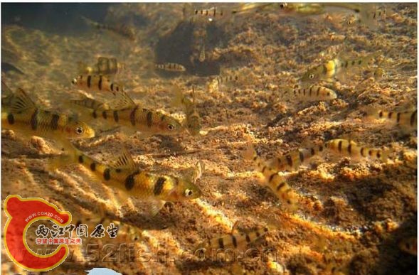 侧条光唇资料图