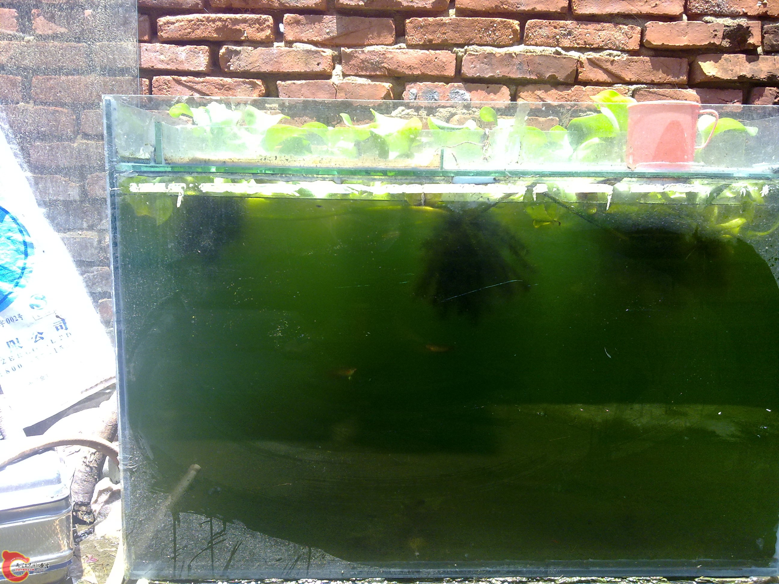 20110722795.jpg