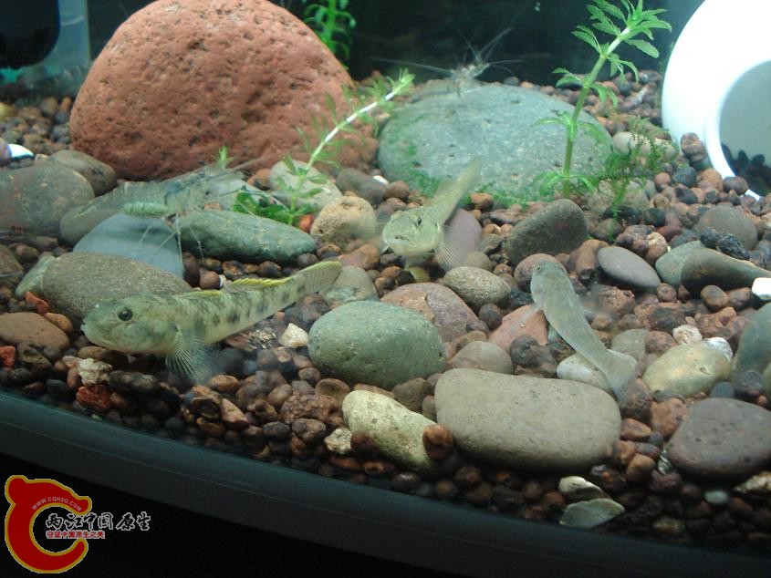 集合了，大家帮看都啥品种