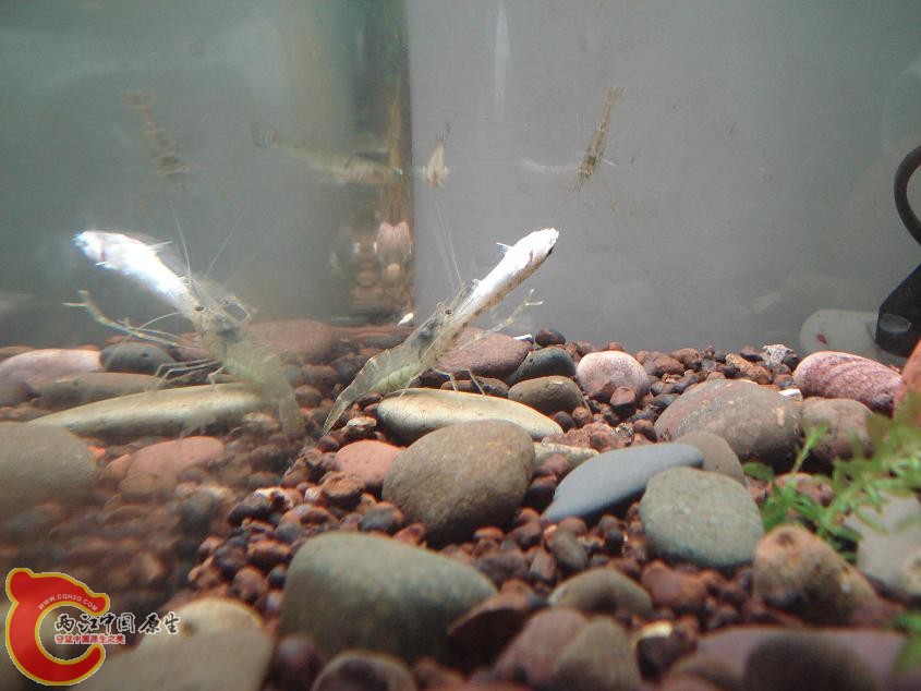 我举起来，摔死你