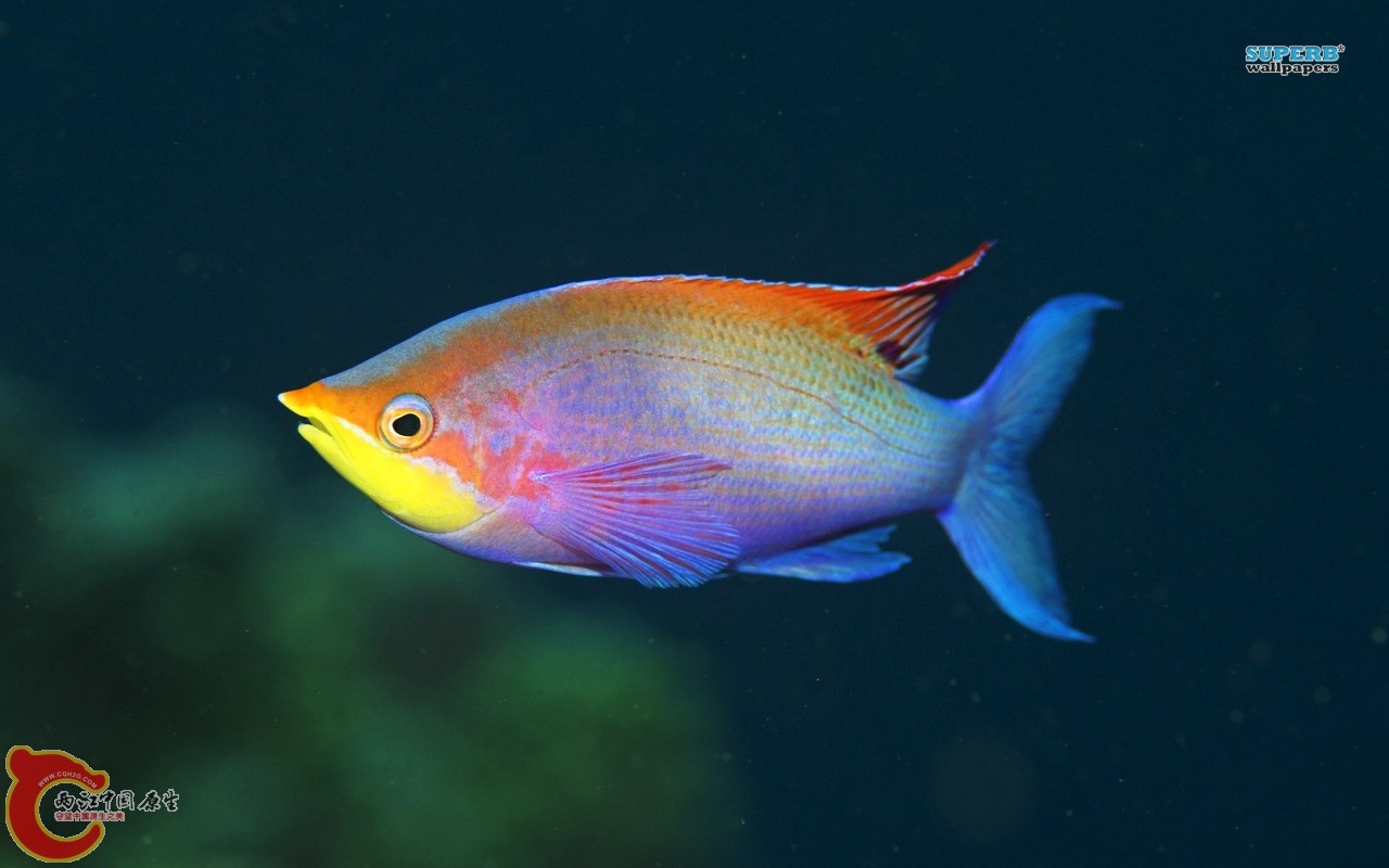 colorful-fish-744-1280x800.jpg