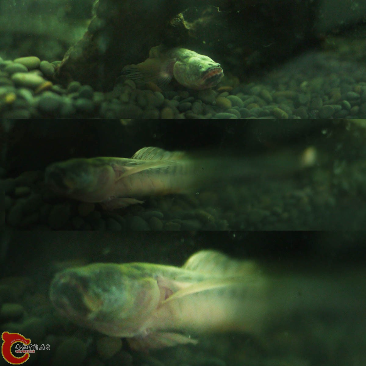 狼牙双盘鰕虎.jpg