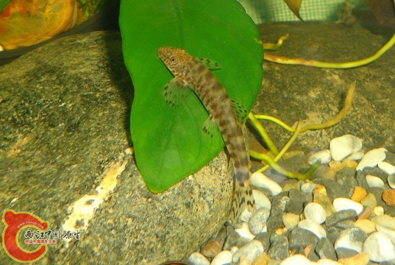 浙江原缨口鳅.jpg